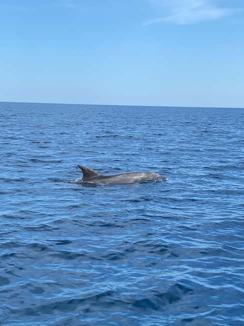 Olbia: Boat tour to watch Dolphins and snorkeling - Finding Molo Bosazza: Simple Meeting Point, Real Dock Vibes