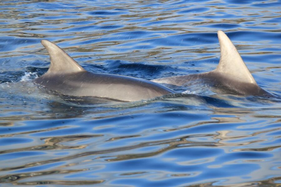 Olbia: Dolphin Watching and Snorkeling Boat Tour - Olbia to Figarolo: the dolphin hunt starts fast
