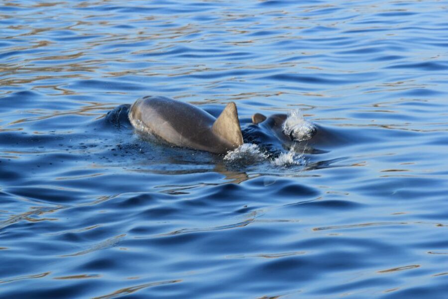 Olbia: Dolphin Watching and Snorkeling Boat Tour - Cape Figari: a panoramic breather with real coast views