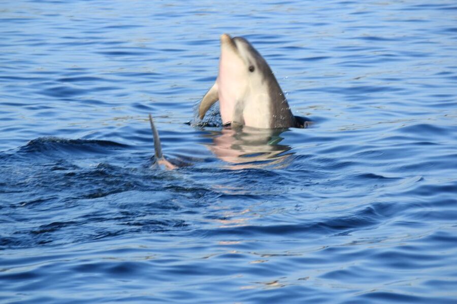Olbia: Dolphin Watching and Snorkeling Boat Tour - Snacks on the water, plus a taste of Sardinia