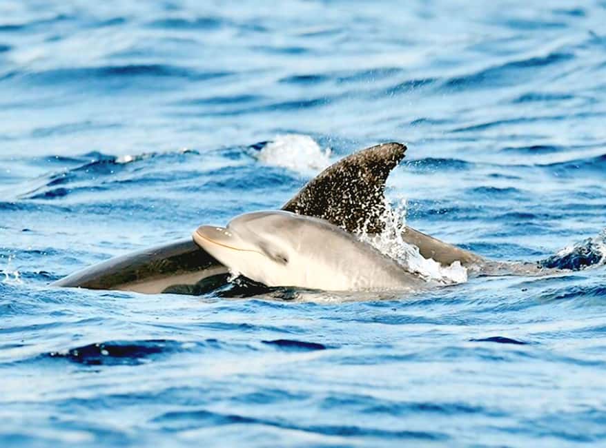 Olbia: Dolphin Watching & Snorkeling Boat Tour near Figarolo - Key highlights you will actually care about