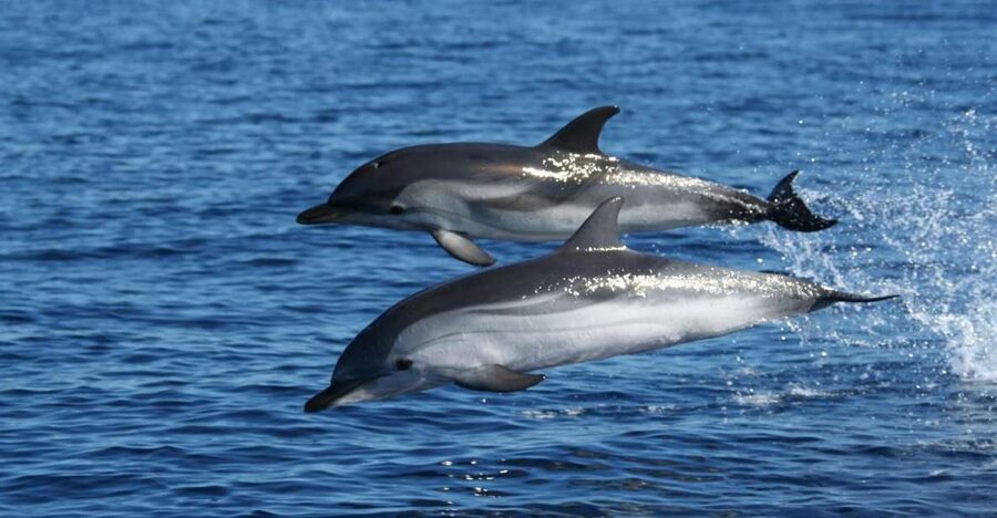 Olbia: Dolphin Watching & Snorkeling Boat Tour near Figarolo - Setting Off From Olbia: Where the Dolphins Start to Feel Real