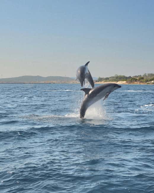 Olbia: Dolphin Watching & Snorkeling Boat Tour near Figarolo - Figarolo Island Snorkeling Stop: Clear Water and Fish You Can Identify