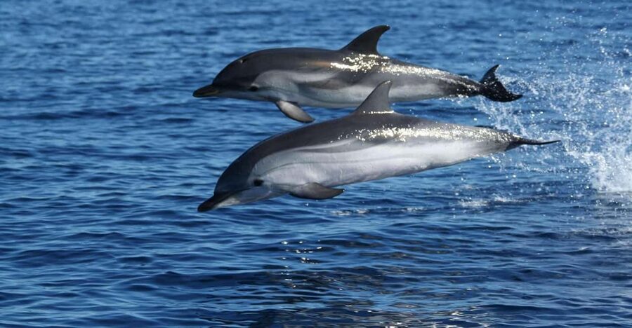Olbia: Dolphin Watching & Snorkeling Boat Tour near Figarolo - Capo Figari and the Dolphin Search: How the 80% Odds Feel in Real Time