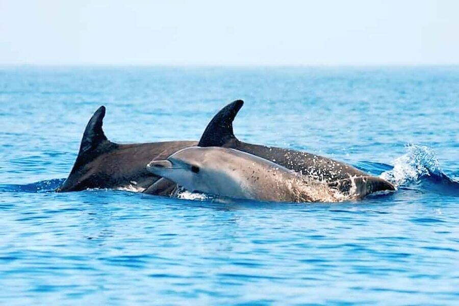 Olbia: Dolphin Watching & Snorkeling Boat Tour near Figarolo - Cala Moresca: Aperitif Break, Second Snorkel, and That Sardinian Taste Moment