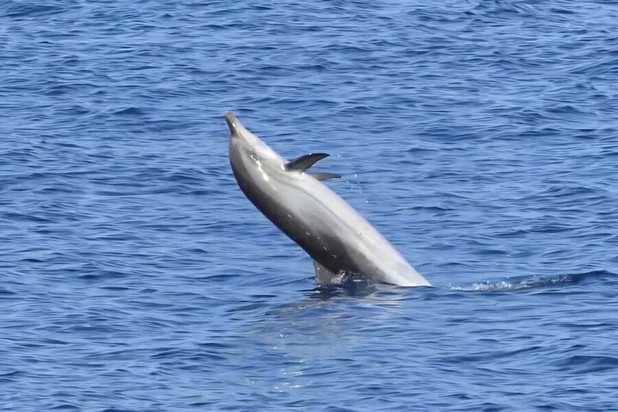 Olbia: Dolphin Watching & Snorkeling Boat Tour near Figarolo - Isola della Bocca and the Famous Bird Area: Looking Up Matters