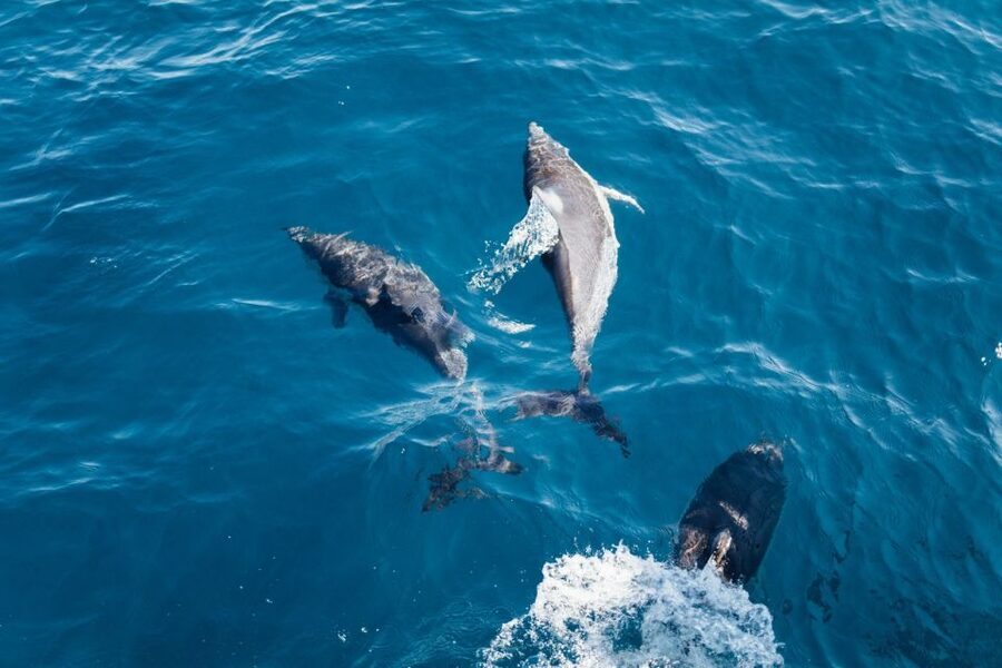 Olbia: Dolphin Watching & Snorkeling Boat Tour near Figarolo - Price and Value: Is $77 Worth It?
