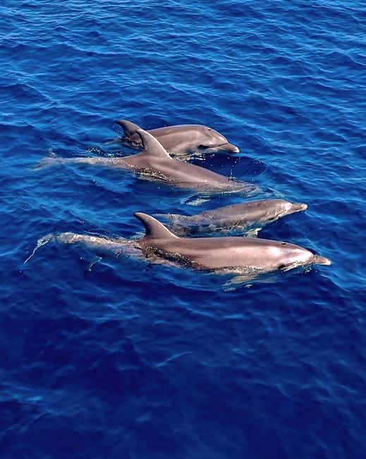 Olbia: Dolphin Watching & Snorkeling Boat Tour near Figarolo - The Boat Experience: 8.5-Meter Inflatable, 250 HP, and Real Views