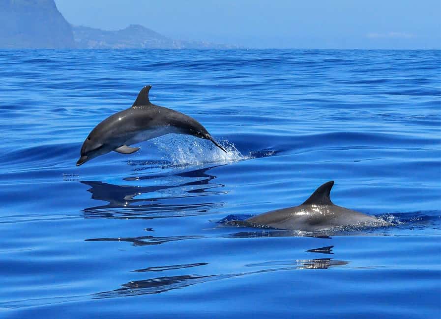 Olbia: Dolphin Watching & Swim and snorkel in Capo Figari - The boat ride itself: eco-friendly cruising and a ride that feels stable