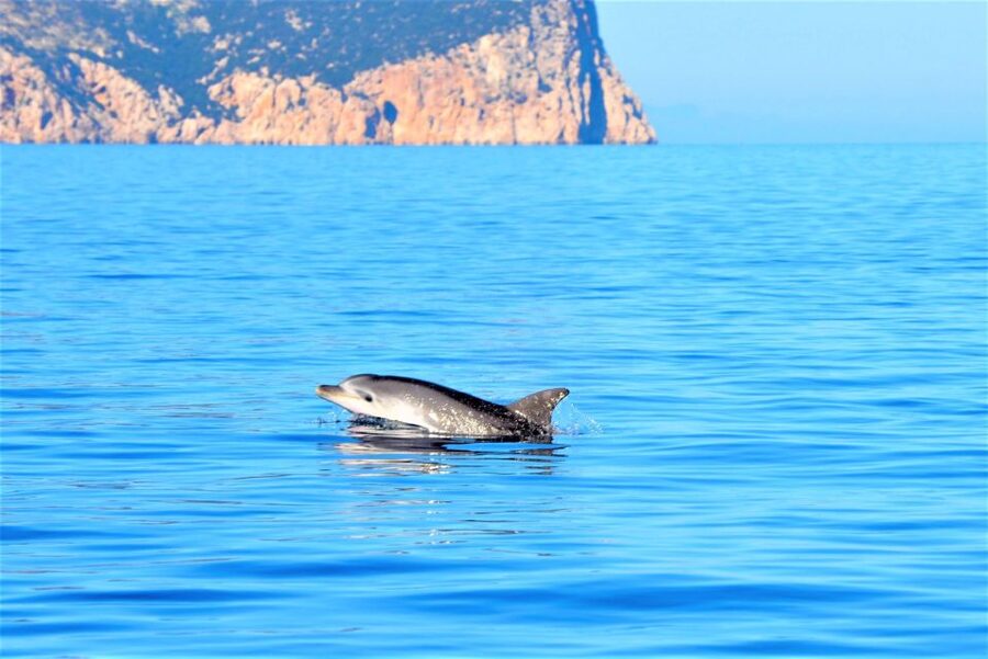 Olbia: Dolphin Watching Tour with Figarolo Island Snorkeling - Key highlights you will feel on this outing