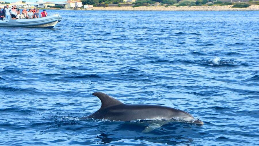 Olbia: Dolphin Watching Tour with Figarolo Island Snorkeling - Who should book this Olbia dolphin and snorkeling tour
