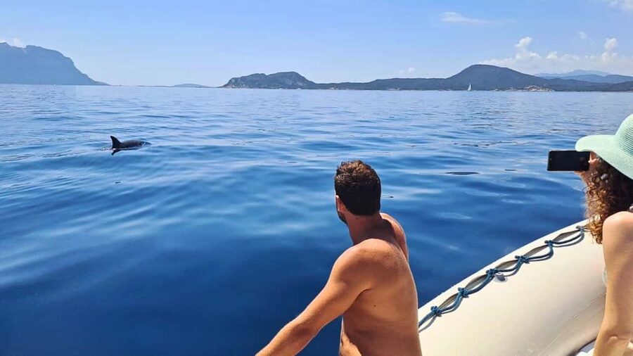 Olbia: Dolphin Watching Tour with Figarolo Island Snorkeling - From Marina d’Olbia to Figarolo: your half-day flow