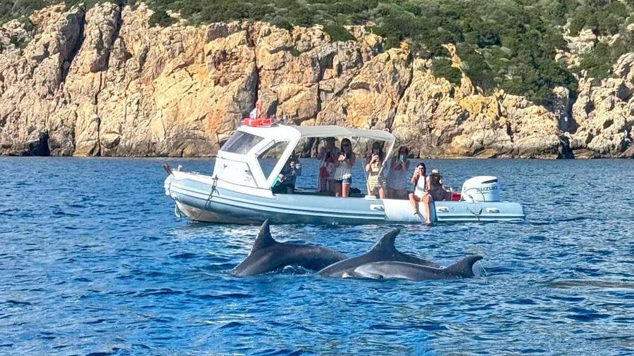 Olbia: Dolphin Watching Tour with Figarolo Island Snorkeling - Observation windows: how to think about dolphin timing without disappointment