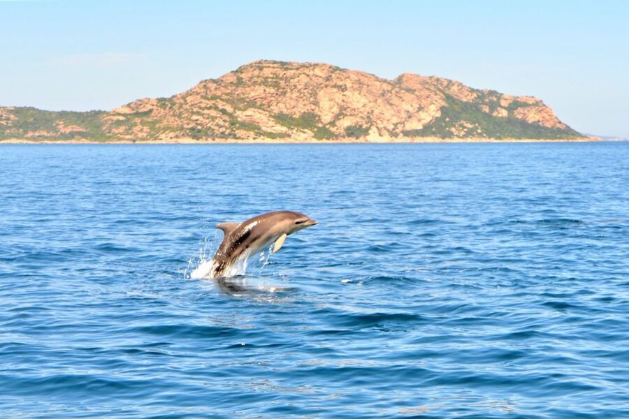 Olbia: Dolphin Watching Tour with Figarolo Island Snorkeling - What the boat experience feels like: comfort, gear, and safety