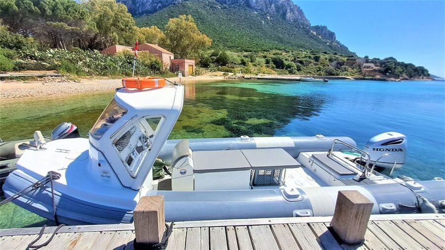 Olbia: Dolphin Watching Tour with Figarolo Island Snorkeling - Price and value: why $74.20 can make sense here