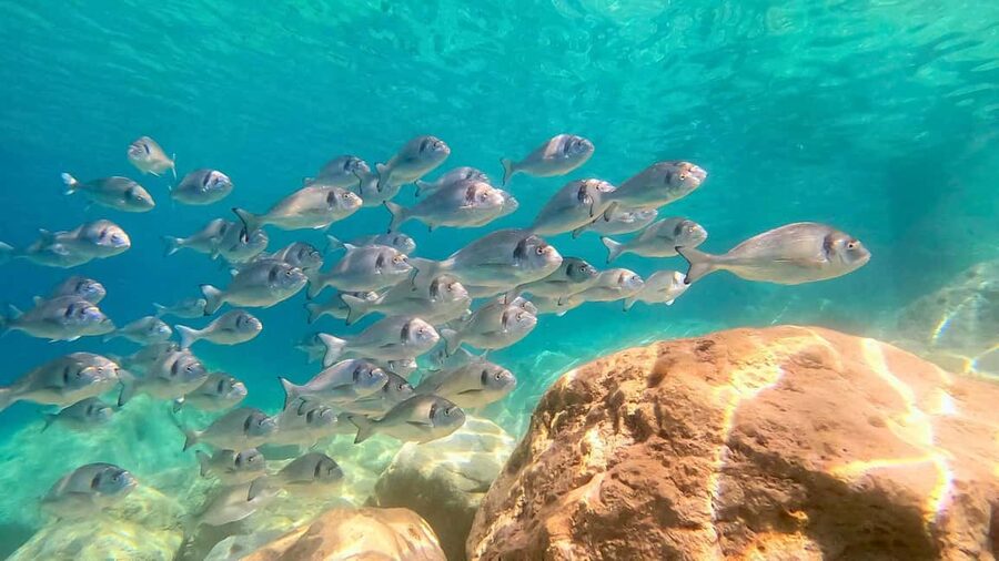 Olbia: Dolphin Watching Tour with Figarolo Island Snorkeling - When to go and how to prepare for a sun-heavy day