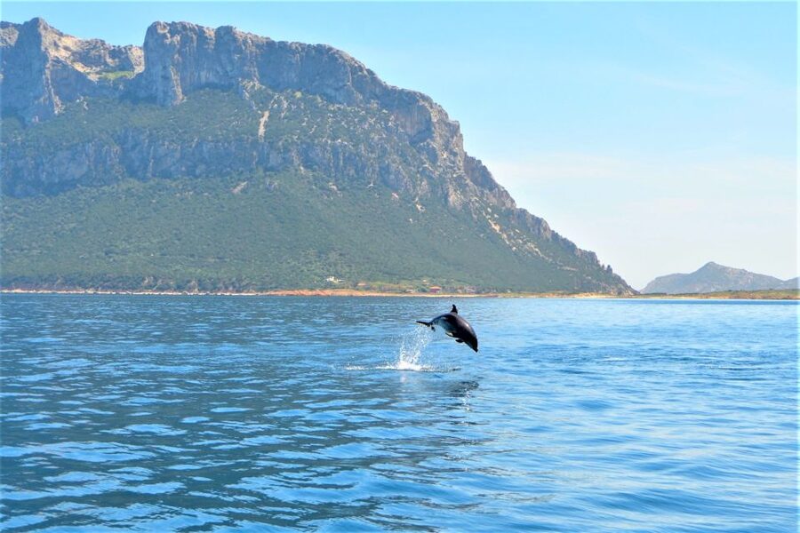 Olbia: Dolphin Watching Tour with Figarolo Island Snorkeling - Dinghy dolphin watching off Figarolo: why the boat size matters