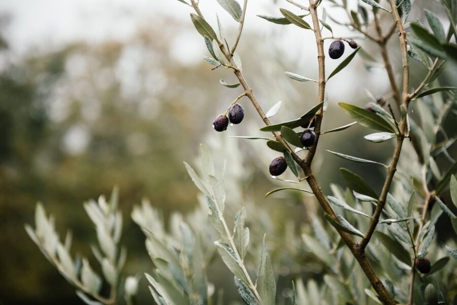 Ostuni: Olive Oil Tasting Tour - Ostuni Photo Stop: A Quick Peek at the Town Above