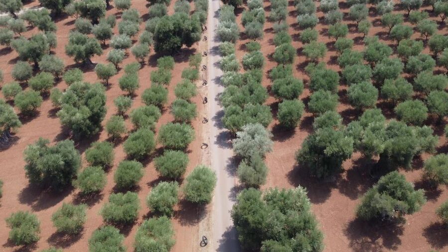Ostuni: Olive Oil Tasting Tour - Masseria Valente: The Setting That Makes the Lesson Stick
