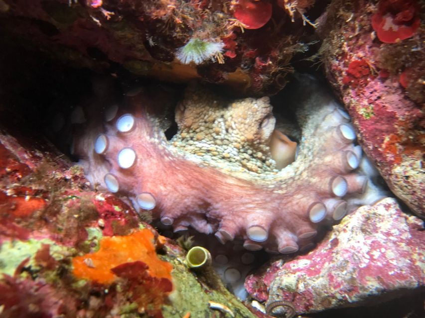 Palermo: Full-Day Snorkeling Boat Tour with Lunch and Wine - Mondello lunch on board, then another swim stretch