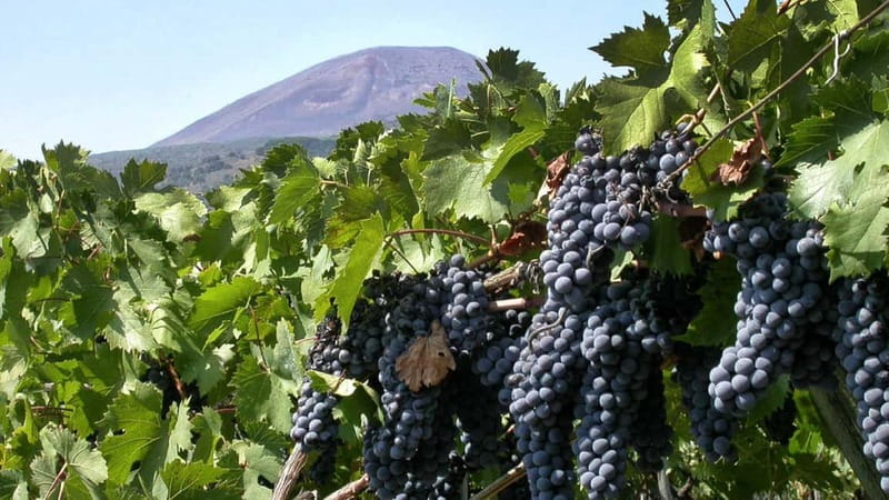 Pompeii: Archeological Tour & Wine Tasting at Mt. Vesuvius - Key things to know before you go