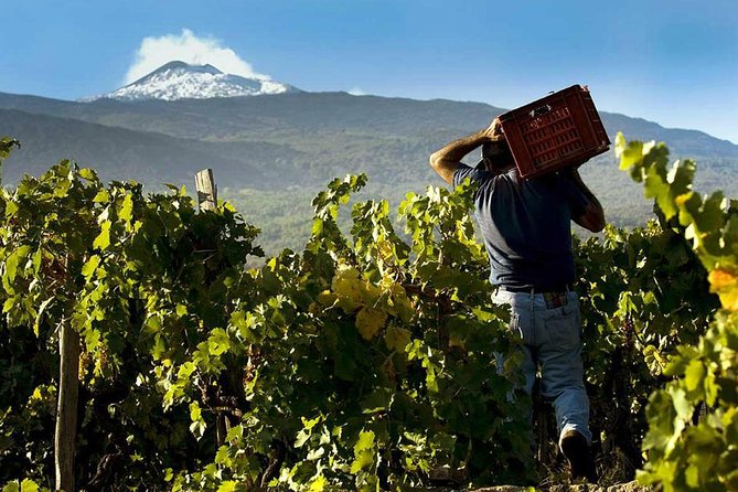 Private 6-Hour Tour of Three Etna Wineries with food&wine tasting - Etna wine tasting that starts before the first glass