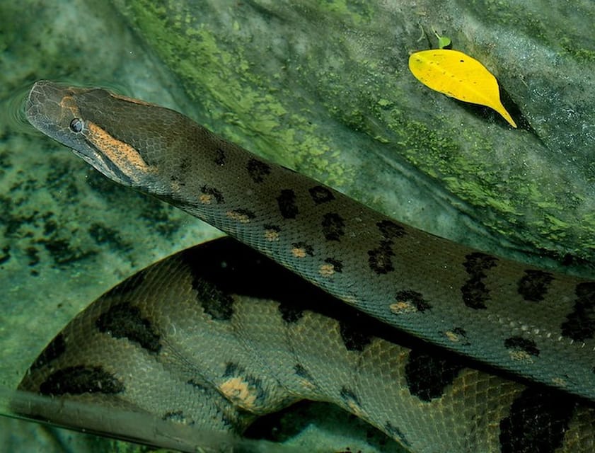 Rome: Bioparco di Roma Zoological Garden Entry Ticket - Conservation and education you can feel in the visit