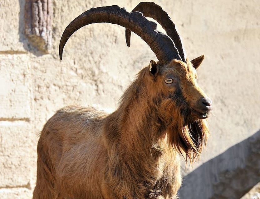 Rome: Bioparco di Roma Zoological Garden Entry Ticket - Practical Rome-day logistics: shoes, crowds, and when to go