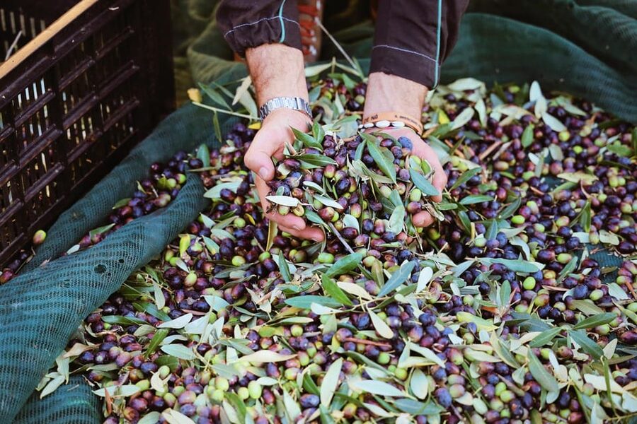 San Felice: Olive Oil Tasting with local food on Garda Hills - Wine pairing with Lugana or Chiaretto Biologico, plus drinks for kids