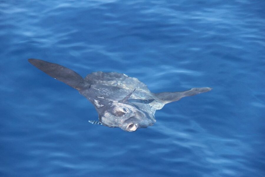 Savona: Pelagos Sanctuary Wildlife Cruise with Guide - Should you book the Savona Pelagos Sanctuary wildlife cruise?