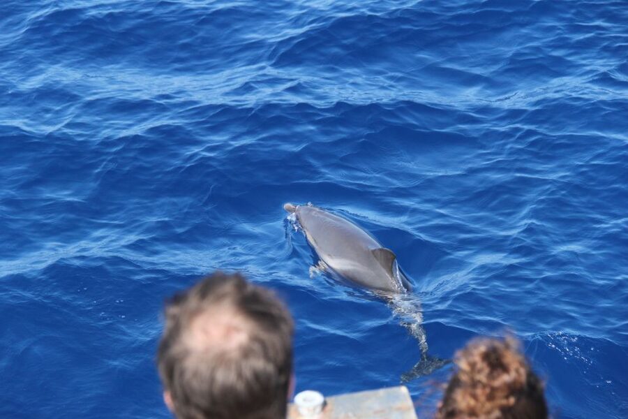 Savona: Pelagos Sanctuary Wildlife Cruise with Guide - Getting to BMC SEA near Torretta di Savona