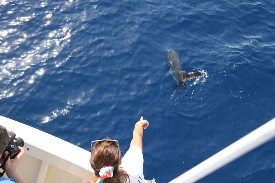 Savona: Pelagos Sanctuary Wildlife Cruise with Guide - Timing and expectations: why sightings are possible but never guaranteed