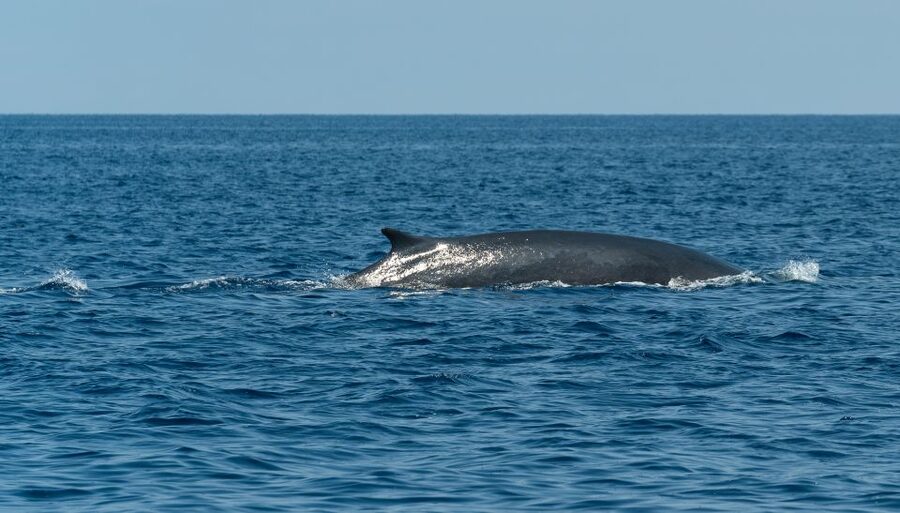 Savona: Pelagos Sanctuary Wildlife Cruise with Guide - Sea conditions, seasickness, and the open-water reality