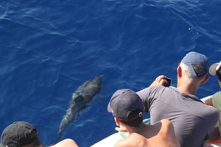 Savona: Pelagos Sanctuary Wildlife Cruise with Guide - Photography: capturing marine animals without losing the moment