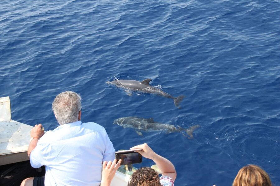 Savona: Pelagos Sanctuary Wildlife Cruise with Guide - What’s included for the money, and what you’ll need to bring
