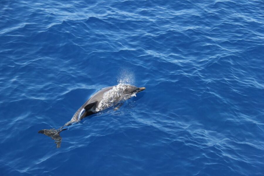 Savona: Pelagos Sanctuary Wildlife Cruise with Guide - Who this cruise is best for, and who should pass