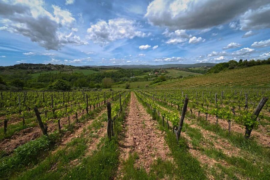 Siena: Educational Wine Tour & Tasting - The historical cellar: chemical, physical, and microbiological work