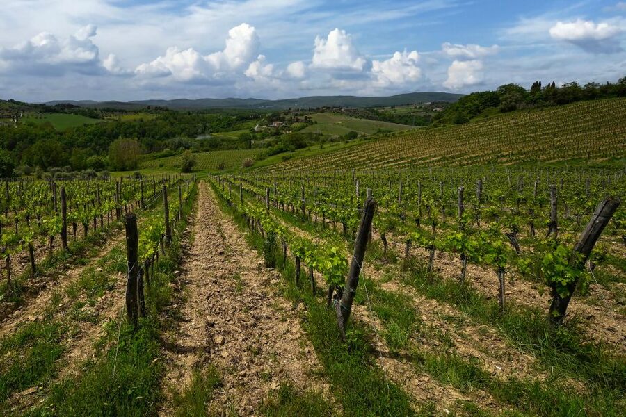 Siena: Organic Winery Tour and Wine Tasting - Small group energy and guide personalities