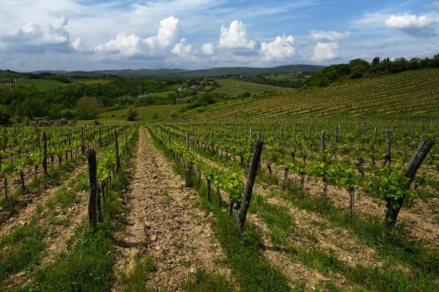 Siena: Organic Winery Tour and Wine Tasting - Vineyard agro-ecosystem: how organic grapes get their rhythm