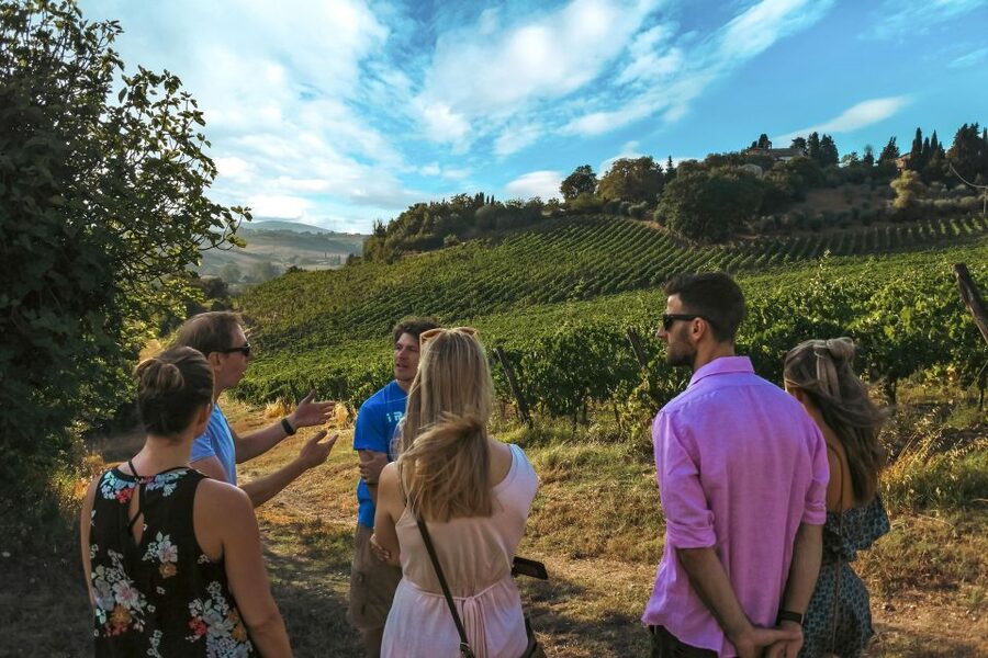 Siena: Organic Winery Tour and Wine Tasting - Cellar tour: fermentation, oak influence, and quality decisions