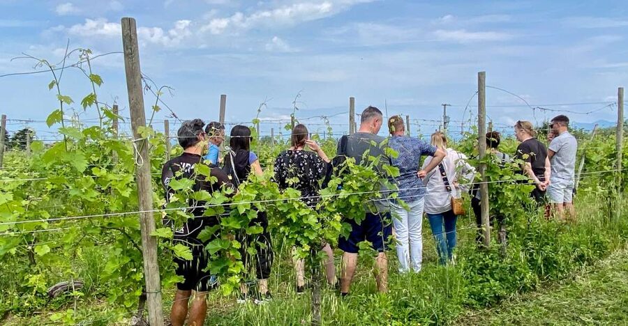 Sirmione: Vineyard Tour with Lugana Wines and Local Tastings - A short drive from Sirmione, with a simple meeting setup