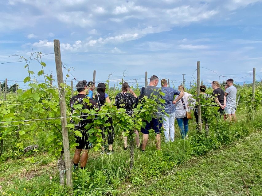 Sirmione: Vineyard Tour with Lugana Wines and Local Tastings - The cellar tour: how musts become wine, and why clays matter
