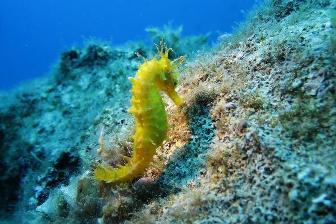 Snorkeling Tour Coast to Coast Taormina and Isola Bella - Key highlights worth your attention