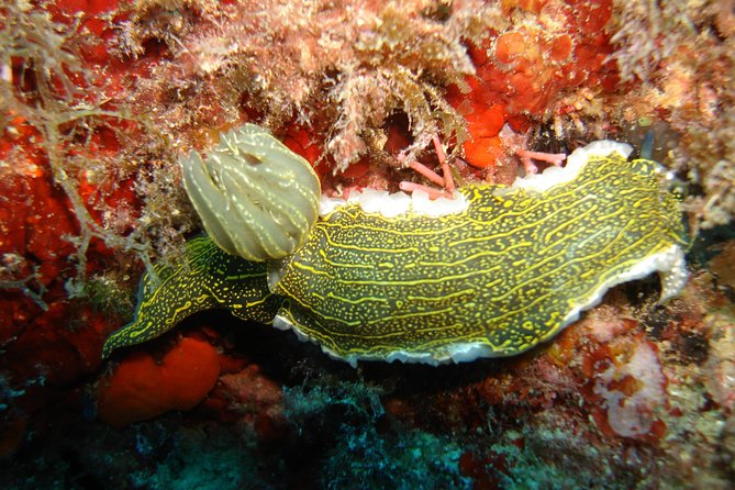 Snorkeling Tour Coast to Coast Taormina and Isola Bella - Coast-to-coast views, then real snorkeling in Isola Bella