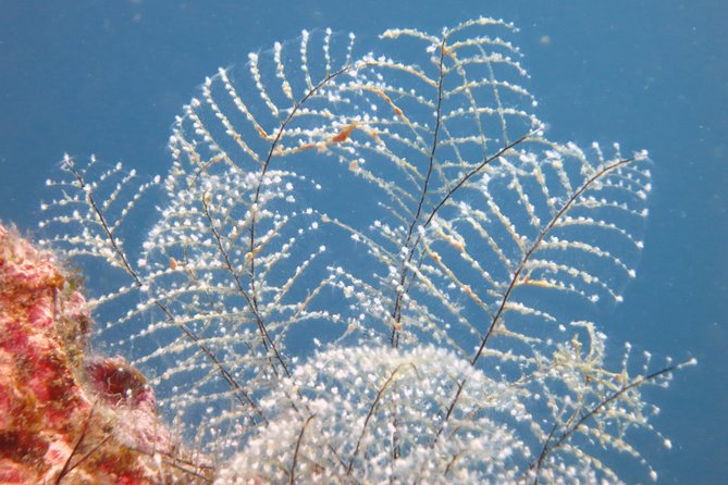 Snorkeling Tour Coast to Coast Taormina and Isola Bella - Stop 1: Isola Bella snorkeling reserve time