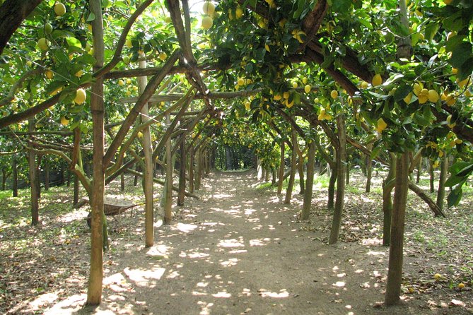 Sorrento Farm and Food Experience including Olive Oil, Limoncello, Wine tasting - Why This Farm Tour Feels Different in Sorrento