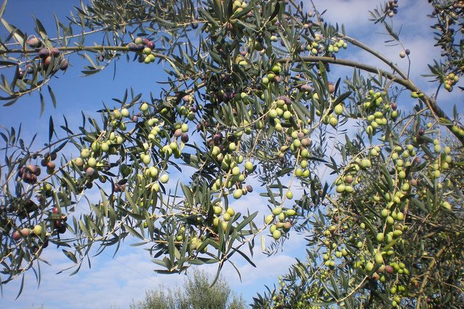 Sorrento Farm and Food Experience including Olive Oil, Limoncello, Wine tasting - Tastings That Make Sense: olive oil, limoncello, honey, and more