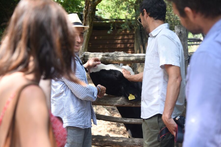 Sorrento: Farm Tour with Cheese Tasting & Pizza Making Class - Value check: what you get for a 4-hour food-and-farm experience