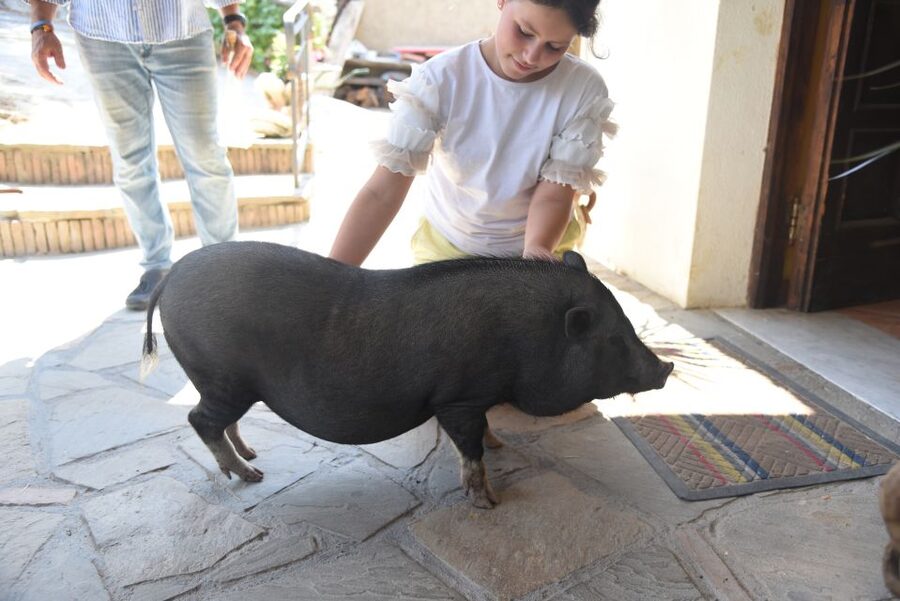 Sorrento: Farm Tour with Cheese Tasting & Pizza Making Class - What the farm walk includes: animals, crops, and the food system behind your lunch