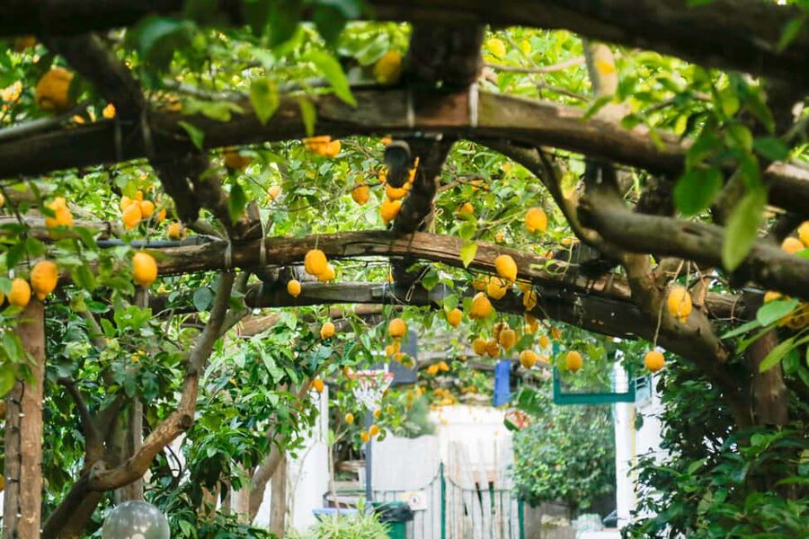 Sorrento: Guided Walking Tour & Street Food Experience - Tasso Square to Sant’Antonino Church: First Landmarks, Fast Context